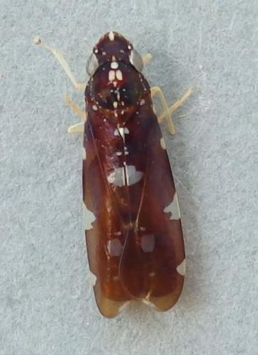 Réf. 223 976 : Tipuana albula